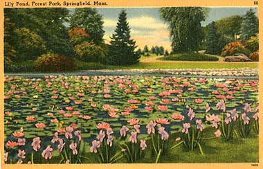 Lily Pond, Forest Park, Springfield, Mass.