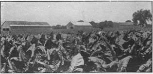 A Typical Westfield Tobacco Field